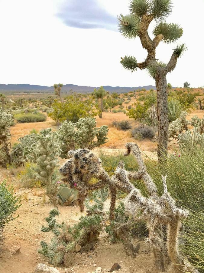 Desert Oasis - Joshua Tree Peaceful Retreat Home Yucca Valley Kültér fotó
